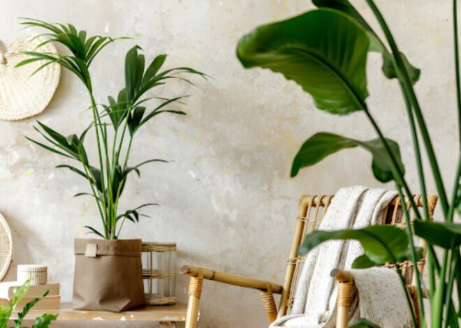 How Can Plants be Used as Decorative Items for the Living Room?